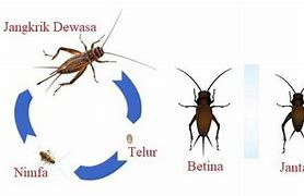 Jangkrik Metamorfosis Apa